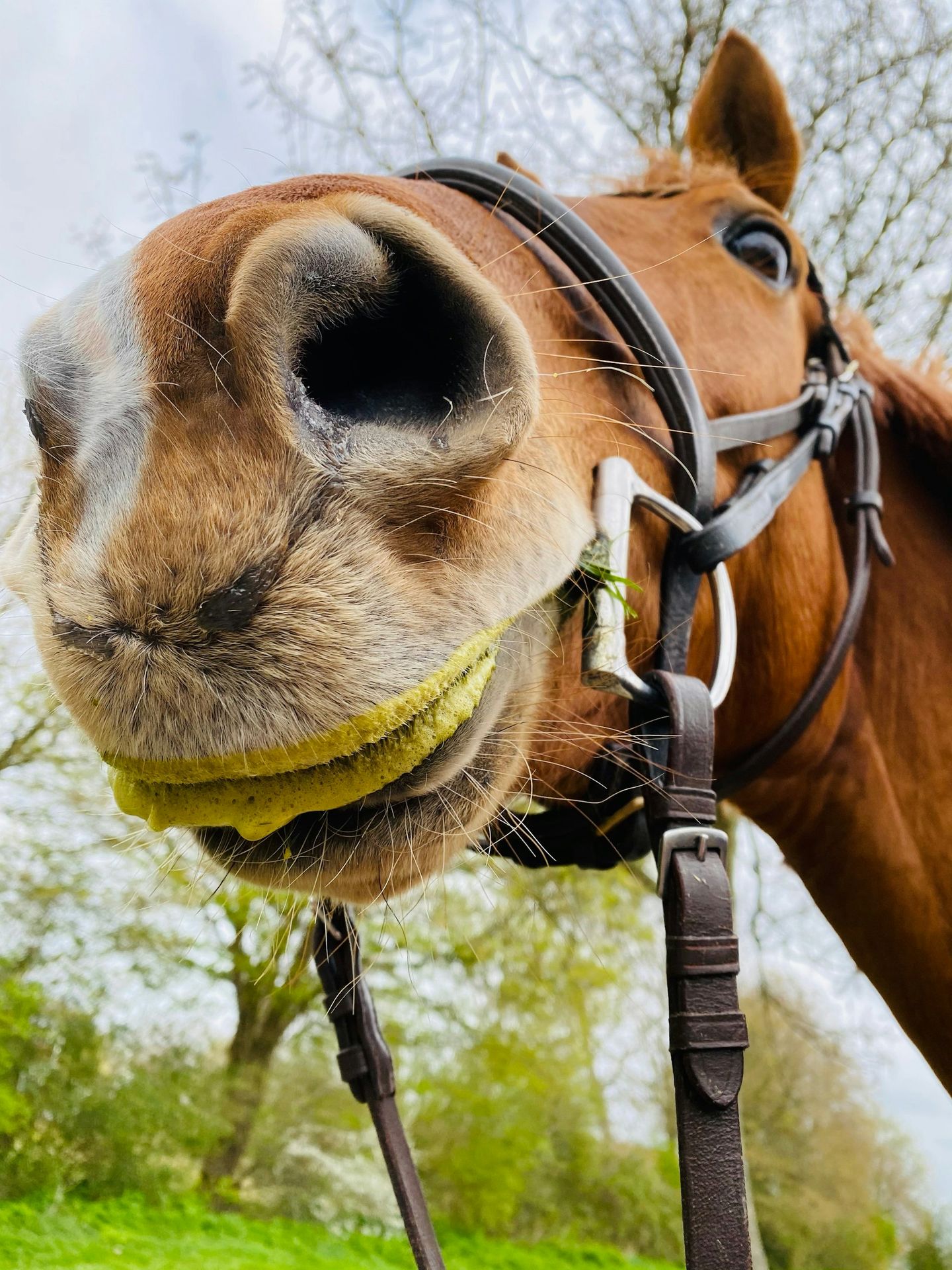 brown horse with black leather strap